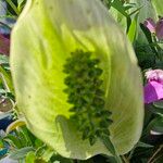 Calla palustris Blomma