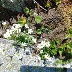 Androsace obtusifolia Fula