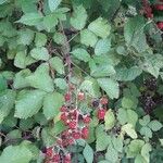 Rubus gratus ഇല