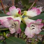 Rhododendron stewartianum Flower