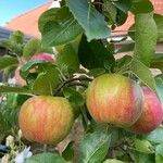 Malus domestica Fruit