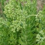Sedum spectabile Foglia