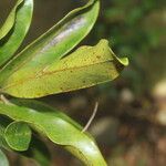 Nectandra turbacensis Hoja