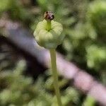 Moneses uniflora 果実