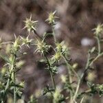 Centaurea diffusa Otro