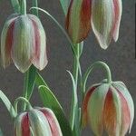 Fritillaria gussichiaeЦвят