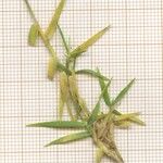 Cynodon dactylon Leaf