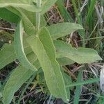 Oxypetalum solanoides Blad