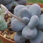 Pachyphytum oviferum 花