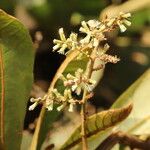 Monosis conferta Flor