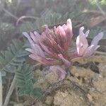 Astragalus monspessulanus Lorea