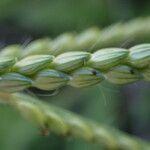 Urochloa panicoides Fruit