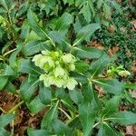 Helleborus argutifolius Листок