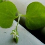 Stellaria media Blatt