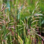 Bromus inermis 花