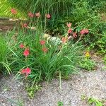 Hesperantha coccineaफूल