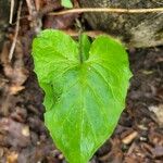 Adenocaulon bicolor Feuille