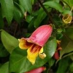 Bignonia capreolata Flower
