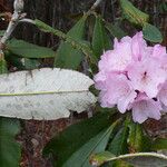 Rhododendron uvariifolium Hoja