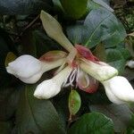 Rhododendron konori Floare