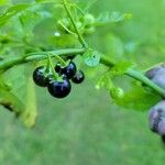 Solanum americanum Frugt