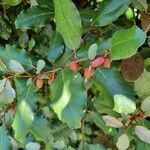 Elaeagnus macrophylla 葉