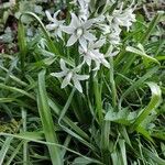 Ornithogalum nutans Агульны выгляд