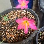 Zephyranthes rosea Flor