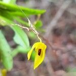 Specklinia icterina Flower