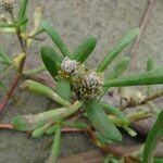 Gomphrena vermicularis Sonstige