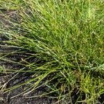 Eleocharis geniculata Leaf