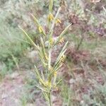 Bromopsis erecta 花