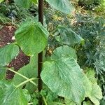 Cardiocrinum giganteum Hoja