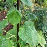 Cardiocrinum giganteum Blatt