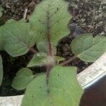 Solanum quitoense List