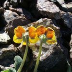 Viola purpurea Blomma