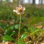 Chimaphila umbellata Λουλούδι