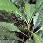 Ixora kuakuensis Hábito