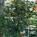 Camellia sasanqua Hábito
