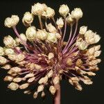 Allium atroviolaceum x Allium polyanthum ফুল