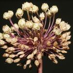 Allium atroviolaceum x Allium polyanthum Fula