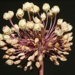 Allium atroviolaceum x Allium polyanthum Blomst