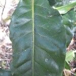Oxera coriacea Hoja