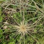 Spinifex littoreus葉