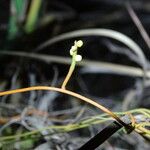 Cassytha filiformis Bark