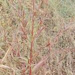Ludwigia erecta Blatt