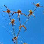 Eryngium campestre ശീലം