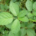 Rubus adscitus Folha