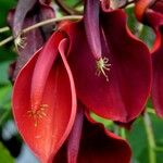 Erythrina crista-galli Cvet
