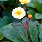 Primula × polyantha Blüte